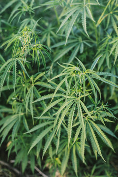 hemp leaves