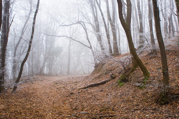 Winter forest footpath
