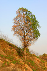 Withered trees in the mountains