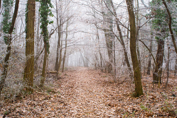 Winter forest footpath