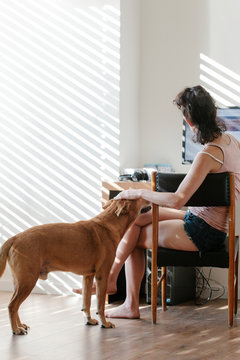 Dogs with Human in Study Room at Home