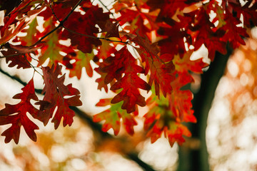 Gorgeous green and red autumn white oak leaves