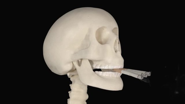 Human skull biting three burning cigarette in the studio. Shot in 4k resolution with green screen background