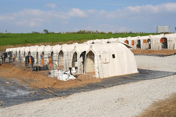 牧場　牛　小屋