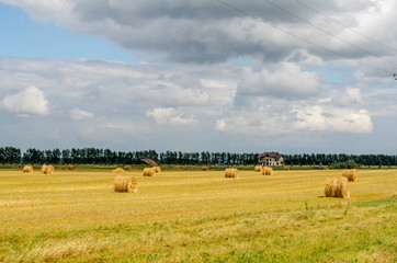 Obraz premium Sloping wheat field in the foothills of the Altai