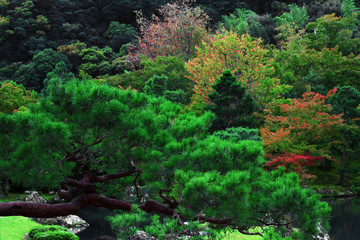 Fototapeta na wymiar The trees of the Japanese garden