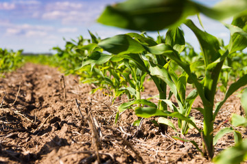 groove of plowed land with planted corn