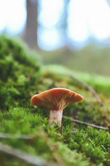 mushroom in forest
