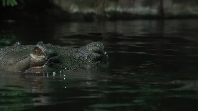 Gavial Indian (Gavialis gangeticus). Critically Endangered crocodile.
