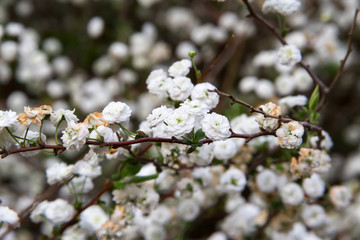 romantic fond of white flowers in the spring