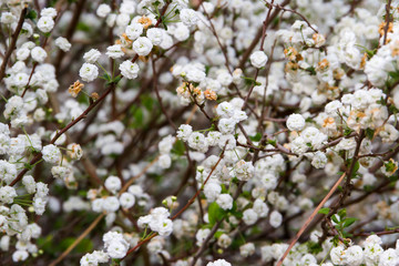 romantic fond of white flowers in the spring