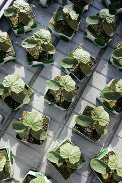 Vegetable seedlings in pots