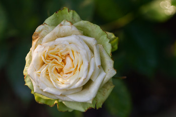 The close-up of a rose blossom after a rain shower in late summer