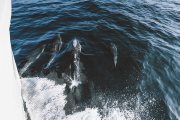Dolphins Playing In The Surf Of A Boat