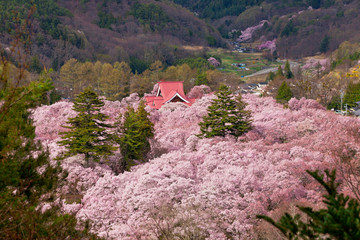 長野県　高遠閣と桜