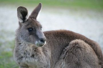 Close up portrait of eastern grey kangaroo