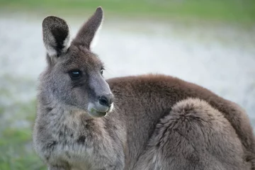 Cercles muraux Kangourou Bouchent portrait de kangourou gris de l& 39 Est