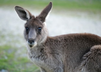Naklejka na ściany i meble Close up portrait of eastern grey kangaroo