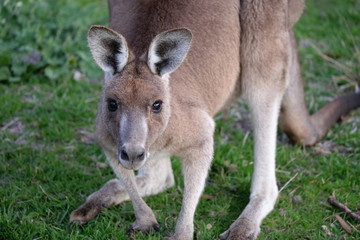 Naklejka na ściany i meble Close up portrait of eastern grey kangaroo