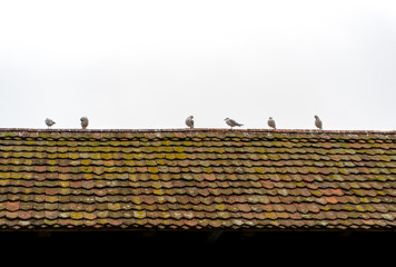 six seagulls sitting on an old shingled roof of a bridge abstract view