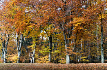 idyllic beech forest in intense fall colors in late autumn as nature background