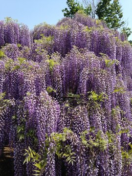 藤の花