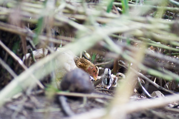 Hens in the grass hollow with chicks