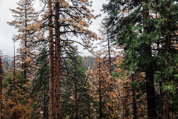 Pine trees in the forest