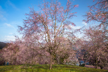 Obraz na płótnie Canvas 長野県　小川村の桜