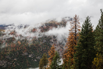 Fototapeta premium foggy mountaintop in forest