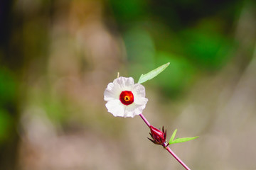 Roselle red flowers on the background blurred