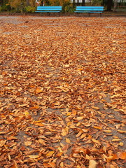 枯れ葉散る公園風景