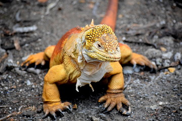 Iguana Terrestre de Galápagos