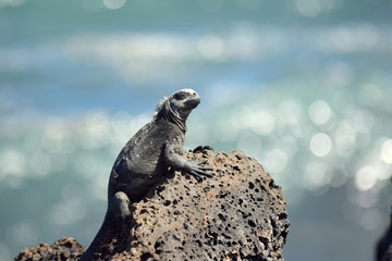 Iguana marina de galápagos