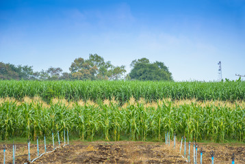 green field of corn with  water system