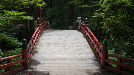 wooden bridge in the forest