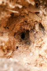A large tree damaged by the bark beetle, macrophotography