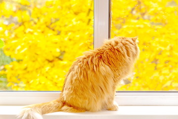 A red cat is sitting on the windowsill.