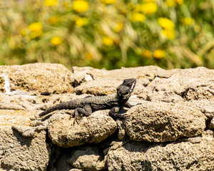 A small green lizard on a rock with green background.
