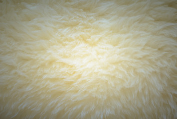 background and textured of real white cream wool sheep
