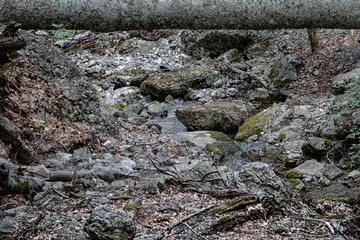 grey stones under a fallen tree trunk