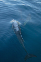 Three common bottlenosed dolphins swimming underwater near the Santa Cruz Channel Island off the central California coast in United States