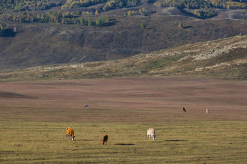 Fototapeta na wymiar The cattles on the yellow grassland in autumn.mountain in the distance