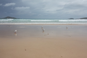 Fototapeta na wymiar Seagulls on the beach at Picnic Bay, Wilsons Promontary, Victoria, Australia