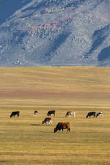 The cattles on the yellow grassland in autumn.mountain in the distance