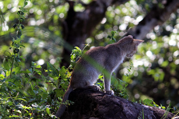 Cat on a tree branch 