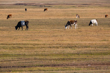 The cattle on the yellow grass are in autumn.