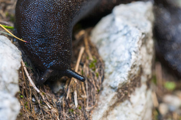 Black and blue slug, Limax cinereoniger. The largest terrestrial slug.