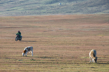 Naklejka premium The cattle on the yellow grass are in autumn.