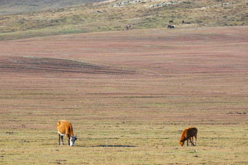 The cattle on the yellow grass are in autumn.